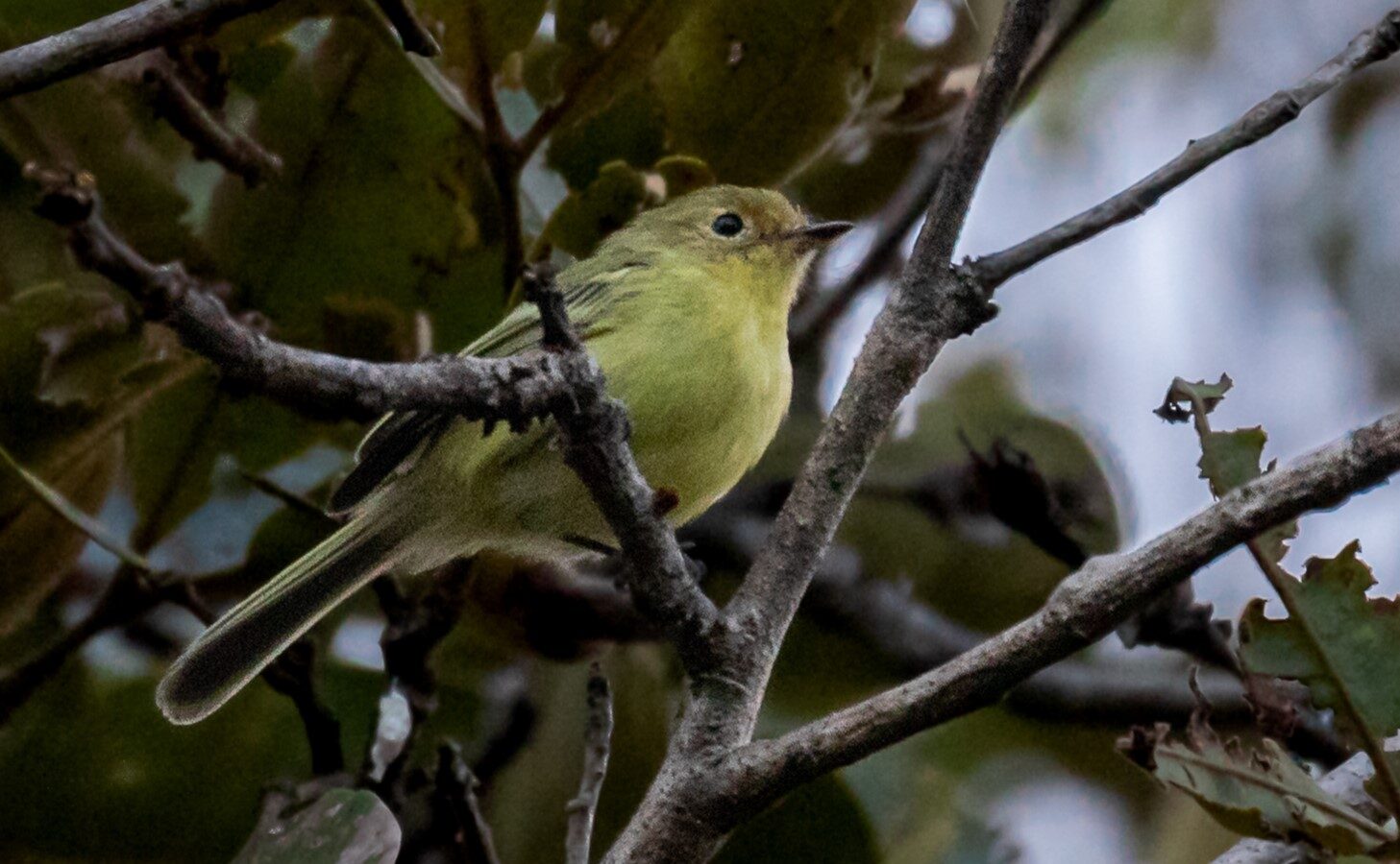 Minas Gerais Tyrannulet