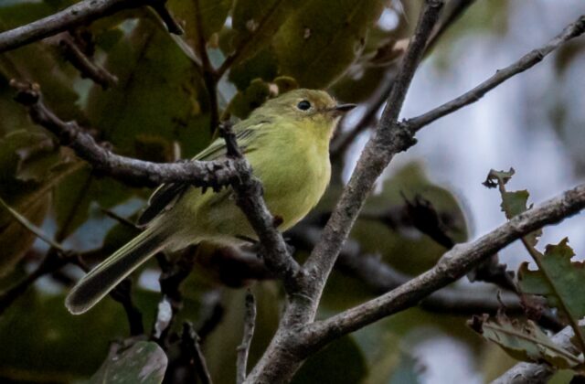 Minas Gerais Tyrannulet