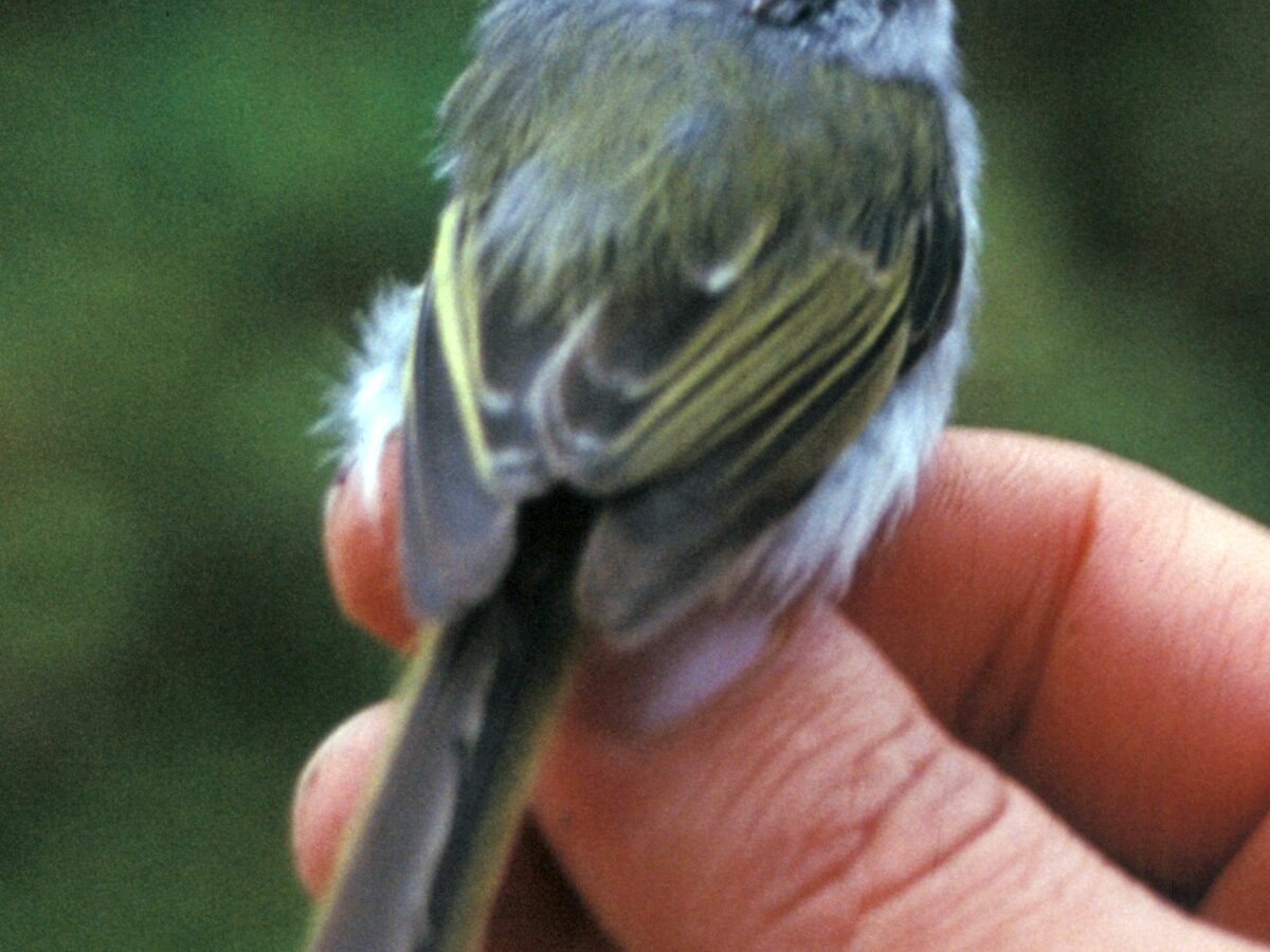 Rufous-browed Tyrannulet