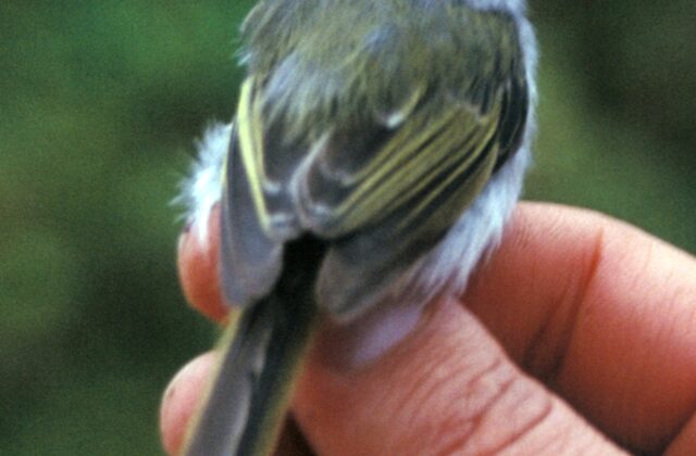 Rufous-browed Tyrannulet