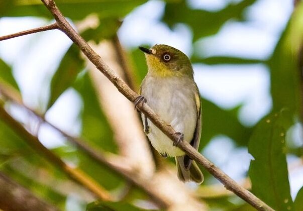 Bay-ringed Tyrannulet