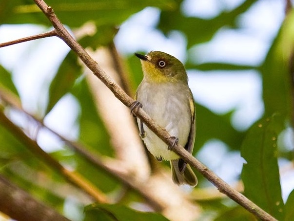 Bay-ringed Tyrannulet