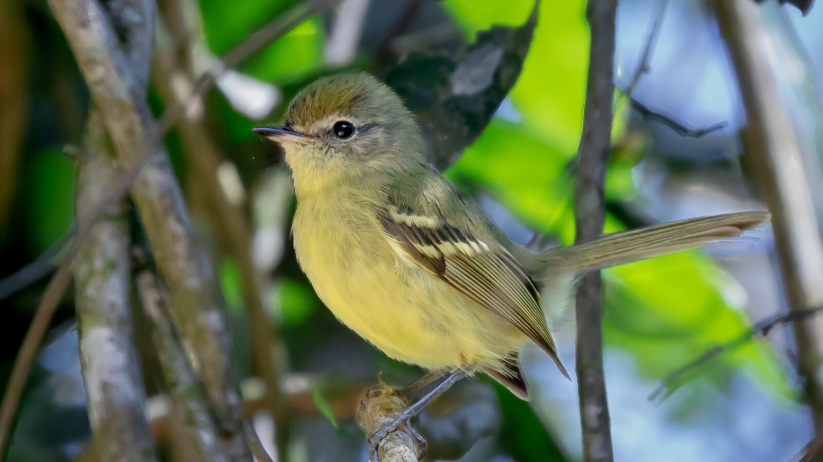 Mottle-cheeked Tyrannulet