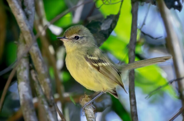 Mottle-cheeked Tyrannulet