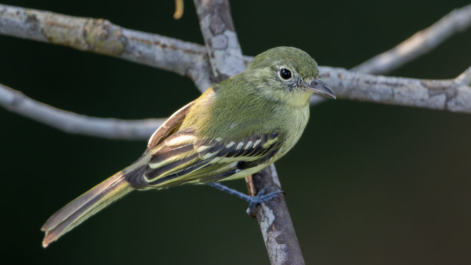 Olive-green Tyrannulet