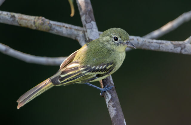 Olive-green Tyrannulet