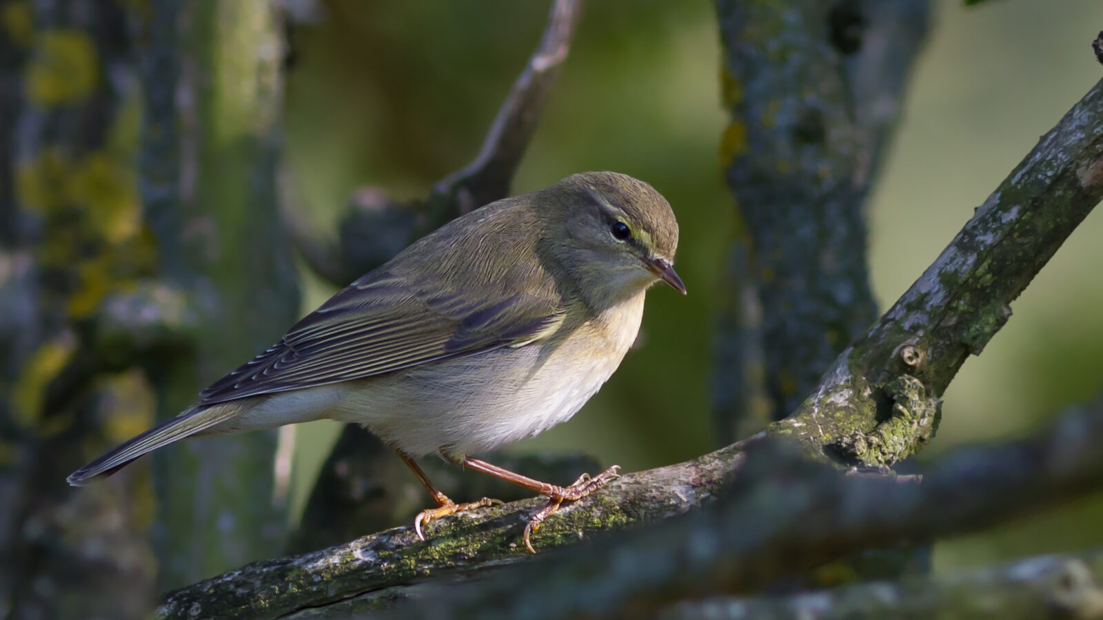 Western Bonelli’s Warbler
