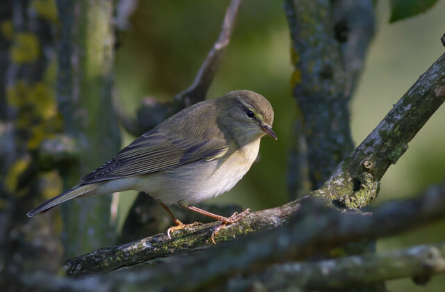 Western Bonelli’s Warbler