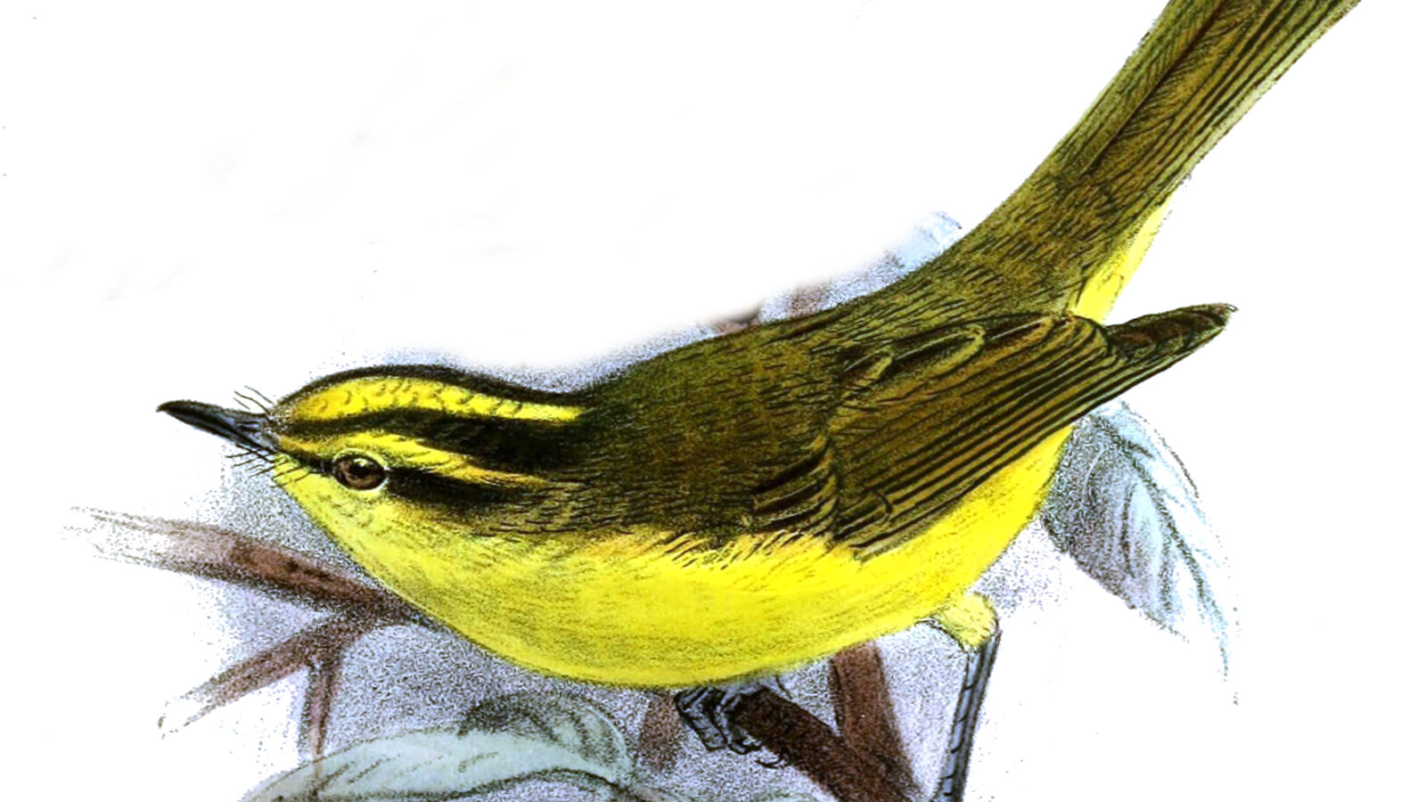 Sulphur-breasted Warbler