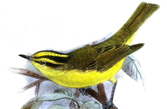 Sulphur-breasted Warbler