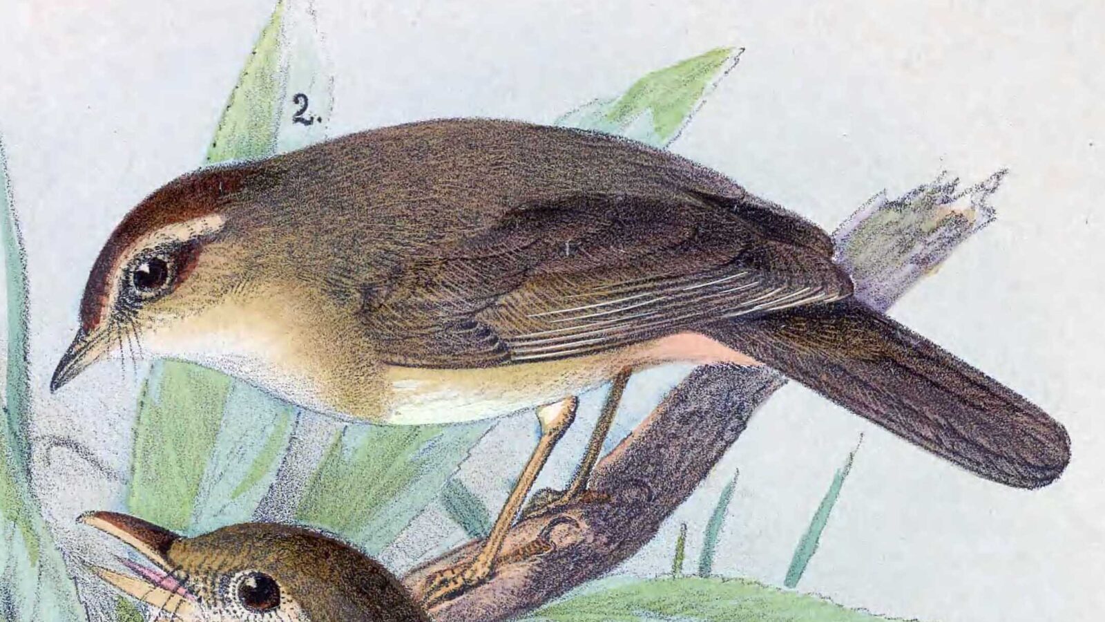 Yellow-streaked Warbler