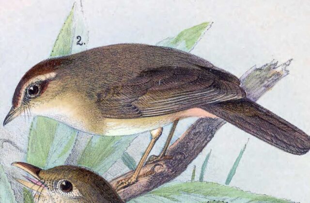 Yellow-streaked Warbler