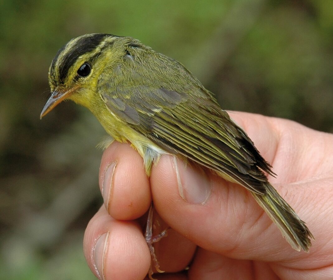 Limestone Leaf Warbler
