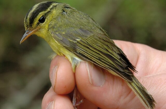 Limestone Leaf Warbler