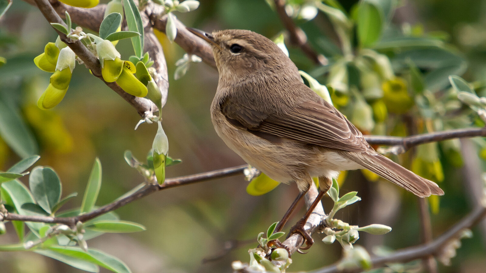 Canary Islands Chiffchaff