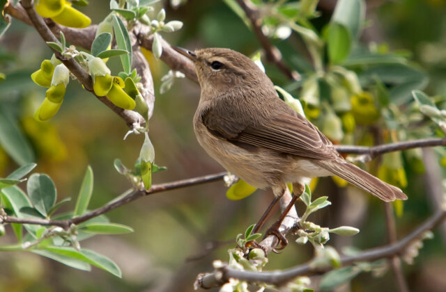 Canary Islands Chiffchaff