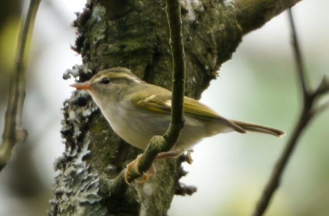 Claudia’s Leaf Warbler
