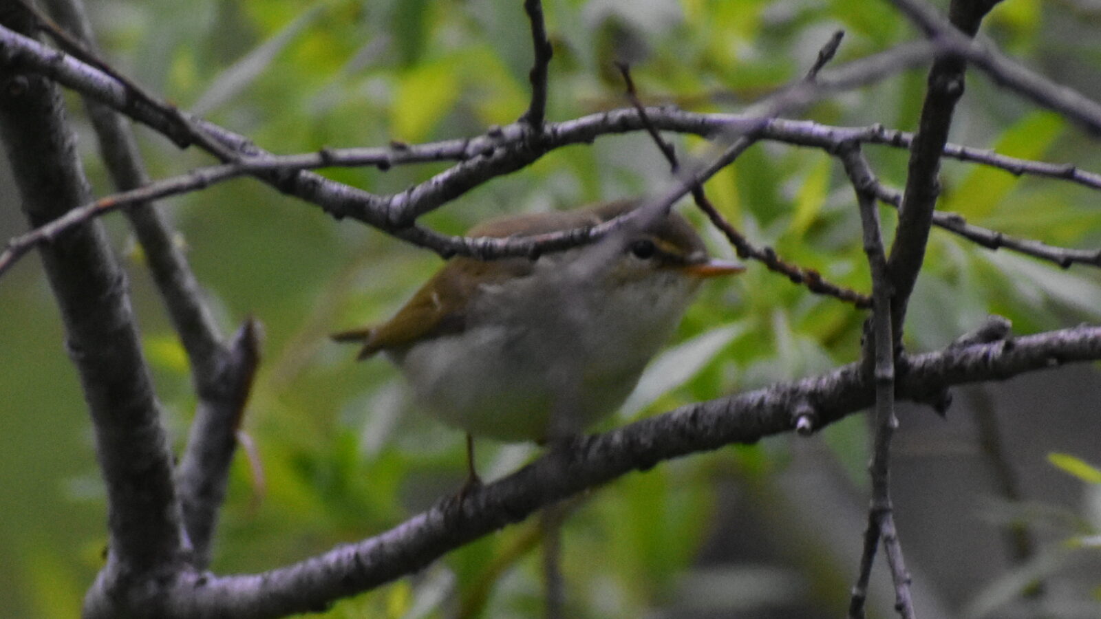 Kamchatka Leaf Warbler