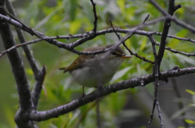 Kamchatka Leaf Warbler