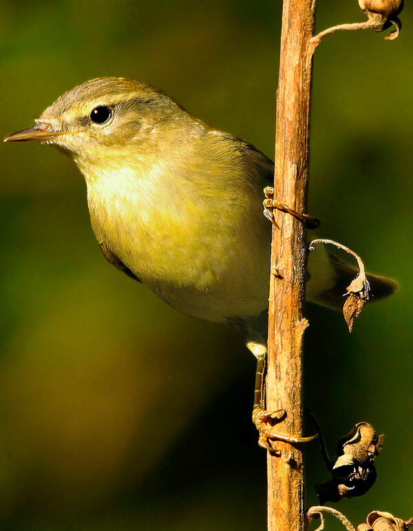 Iberian Chiffchaff