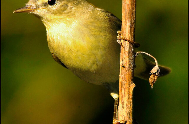Iberian Chiffchaff