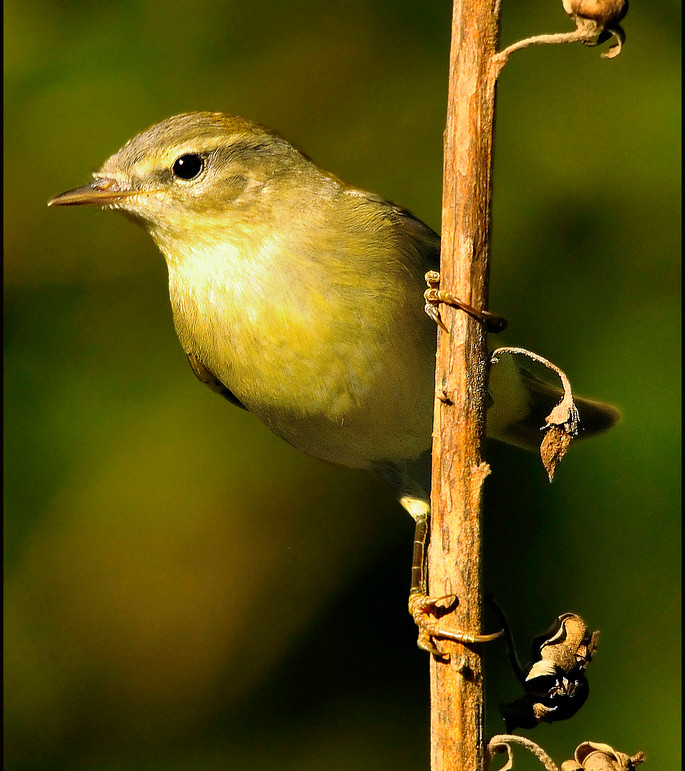 Iberian Chiffchaff