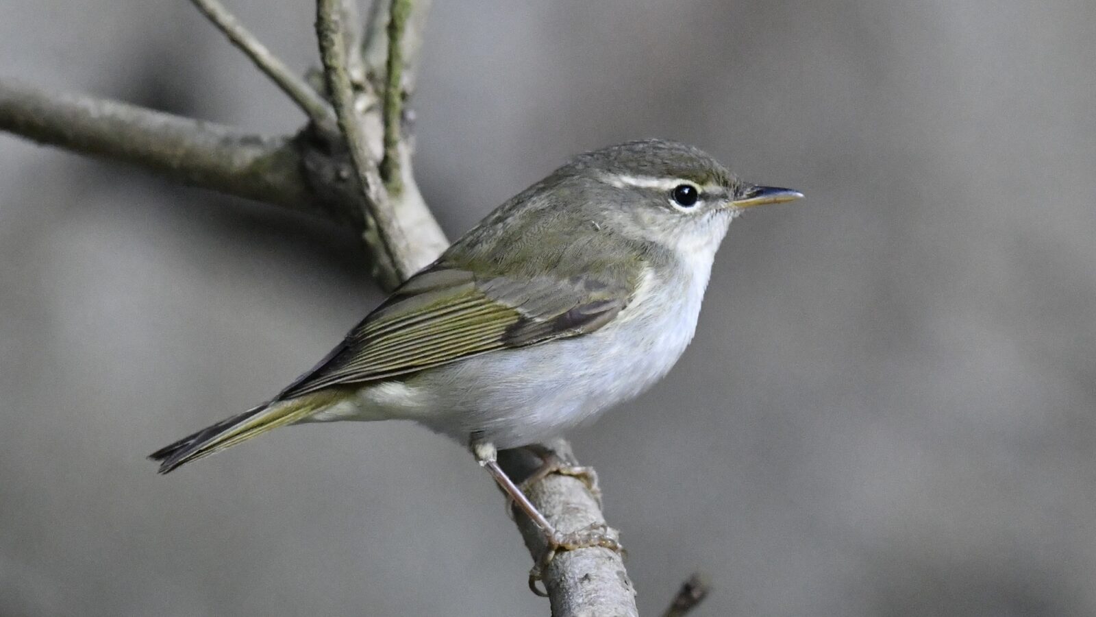 Ijima’s Leaf Warbler