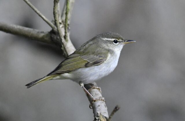Ijima’s Leaf Warbler
