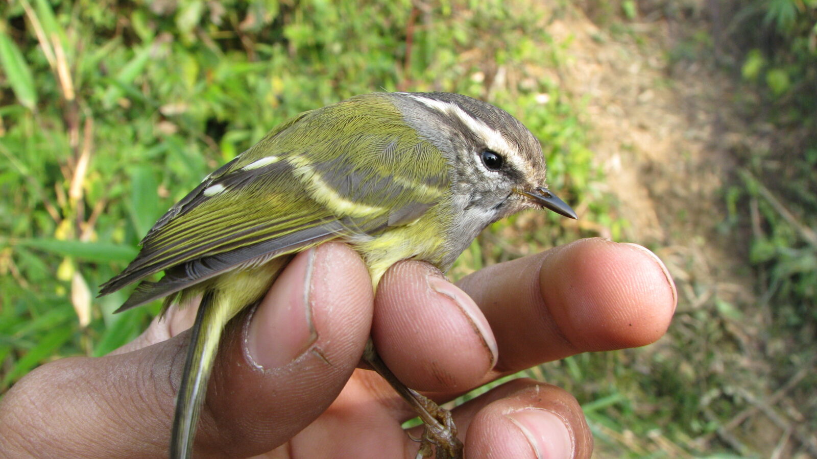 Ashy-throated Warbler