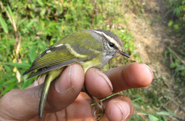 Ashy-throated Warbler
