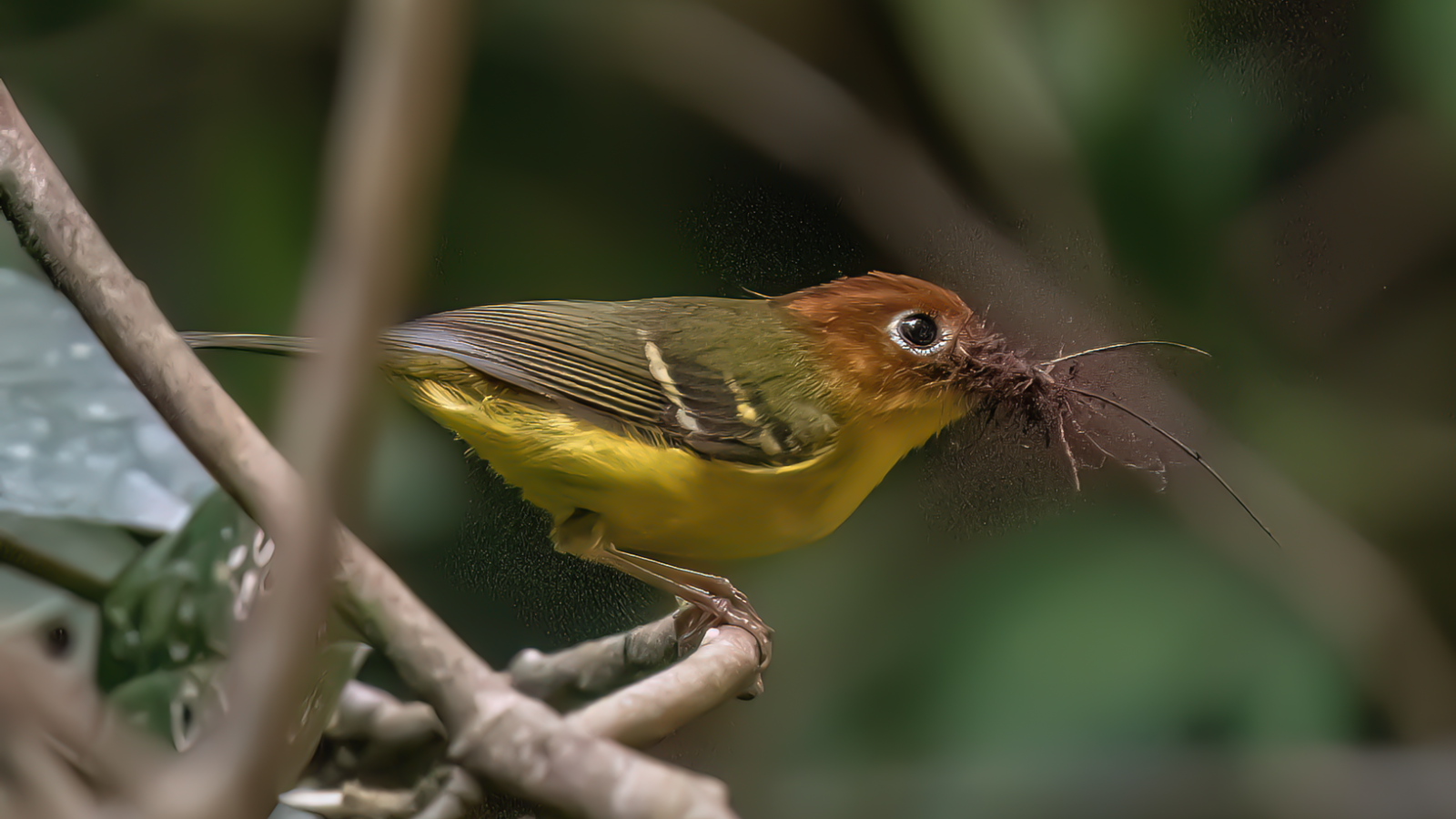 Yellow-breasted Warbler
