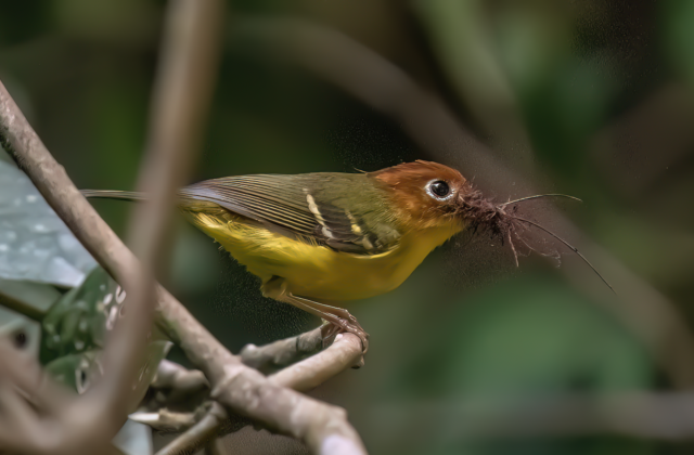 Yellow-breasted Warbler