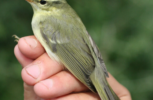 Green Warbler