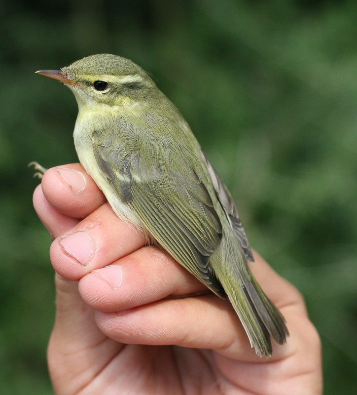 Green Warbler