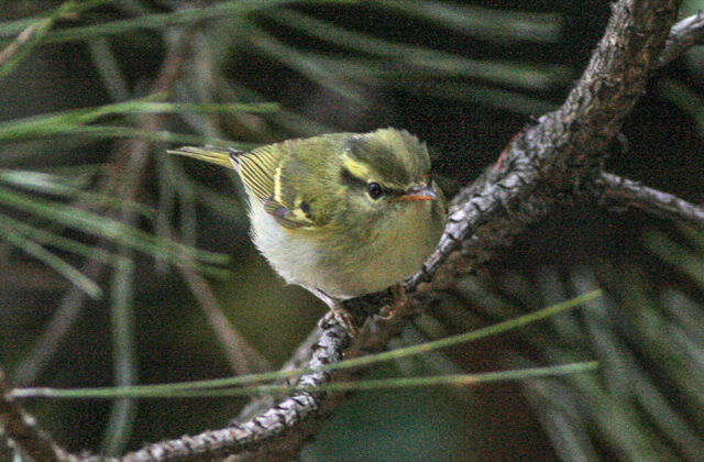 Kloss’s Leaf Warbler