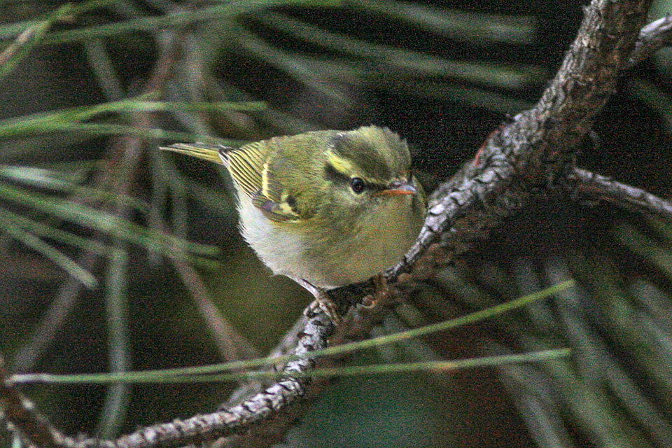 Kloss’s Leaf Warbler