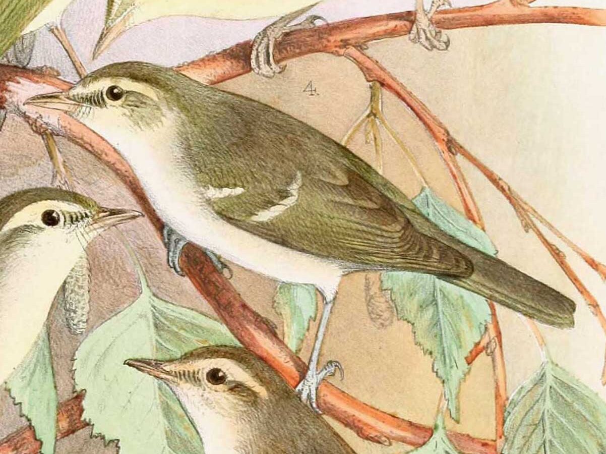 Two-barred Warbler