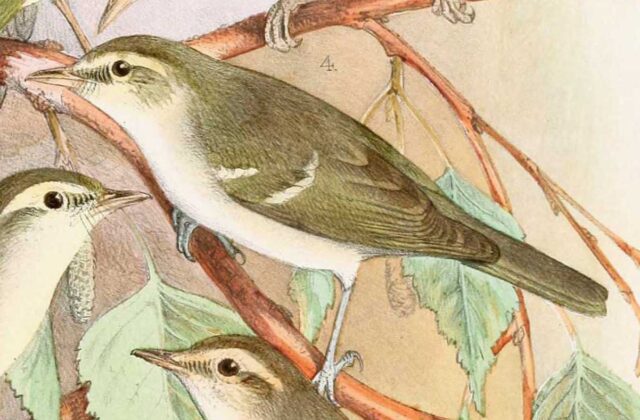 Two-barred Warbler