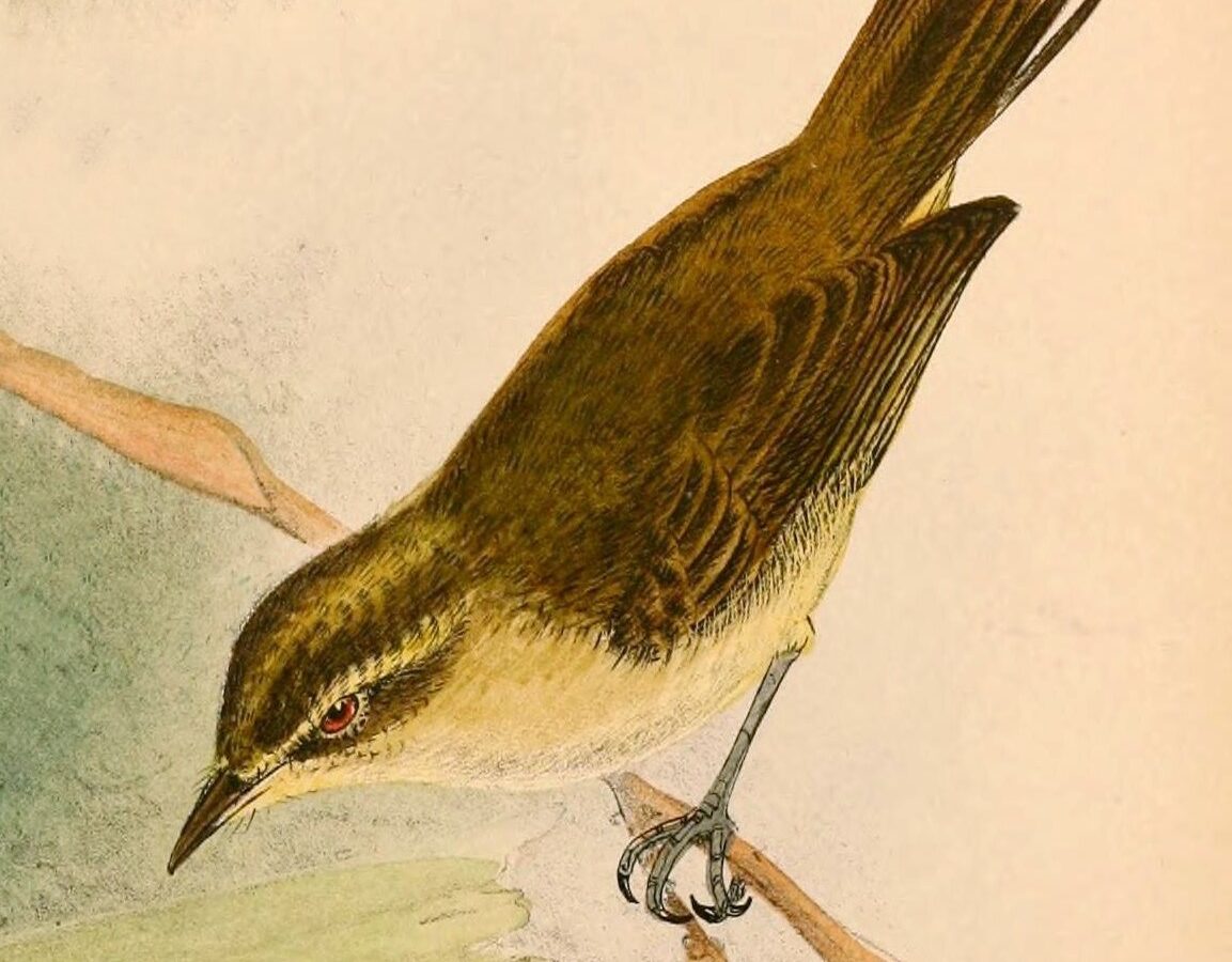 Lompobattang Leaf Warbler