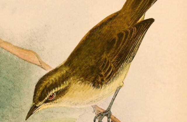 Lompobattang Leaf Warbler