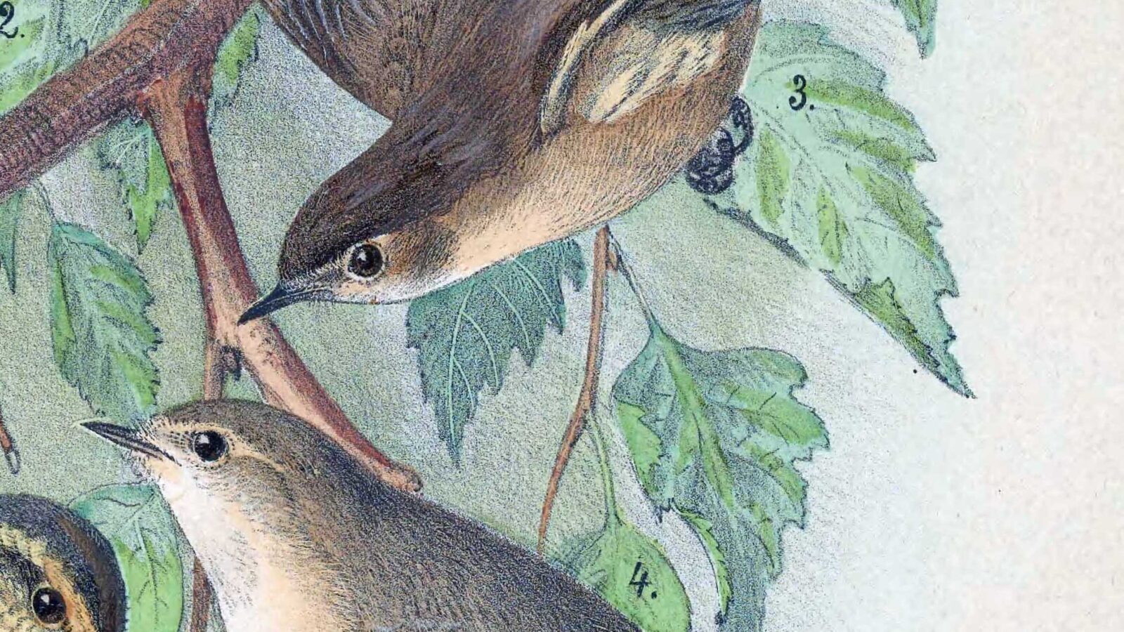 Mountain Chiffchaff