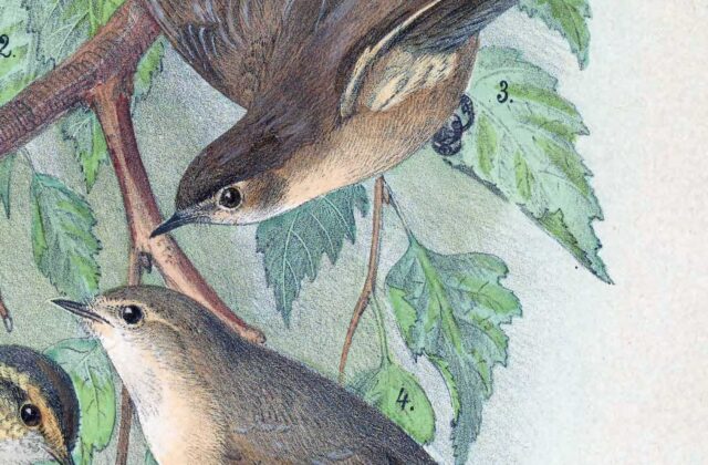Mountain Chiffchaff