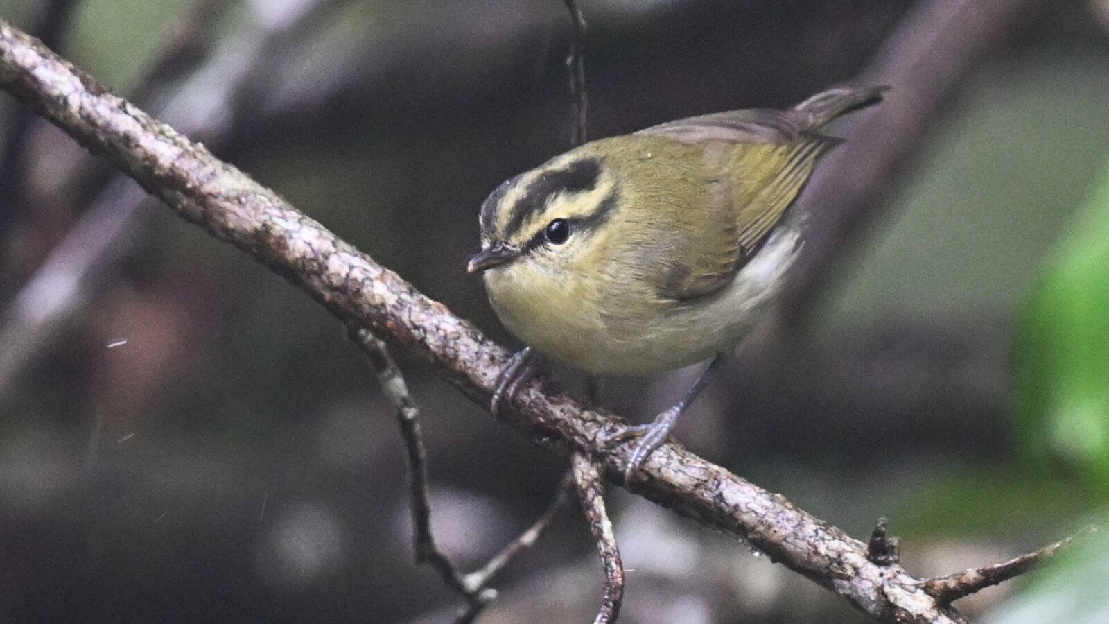 Mountain Leaf Warbler