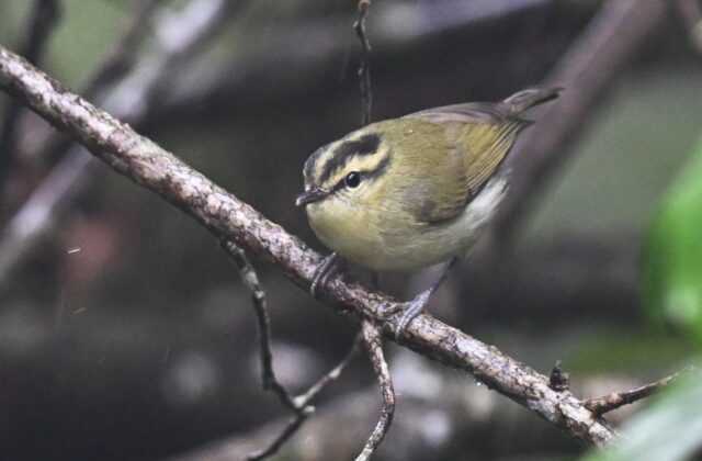 Mountain Leaf Warbler