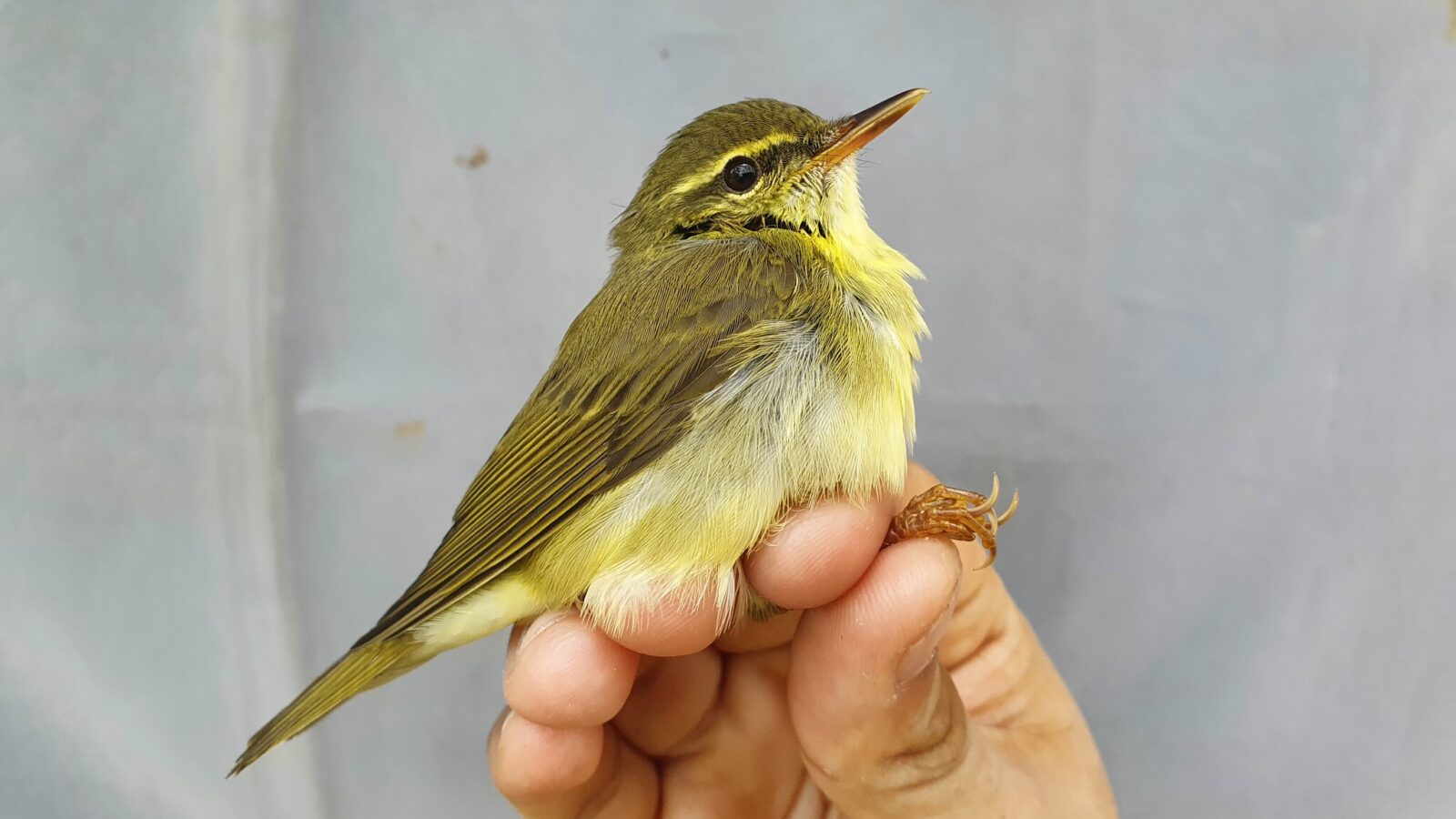 Japanese Leaf Warbler