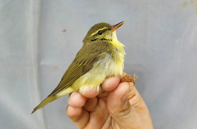 Japanese Leaf Warbler