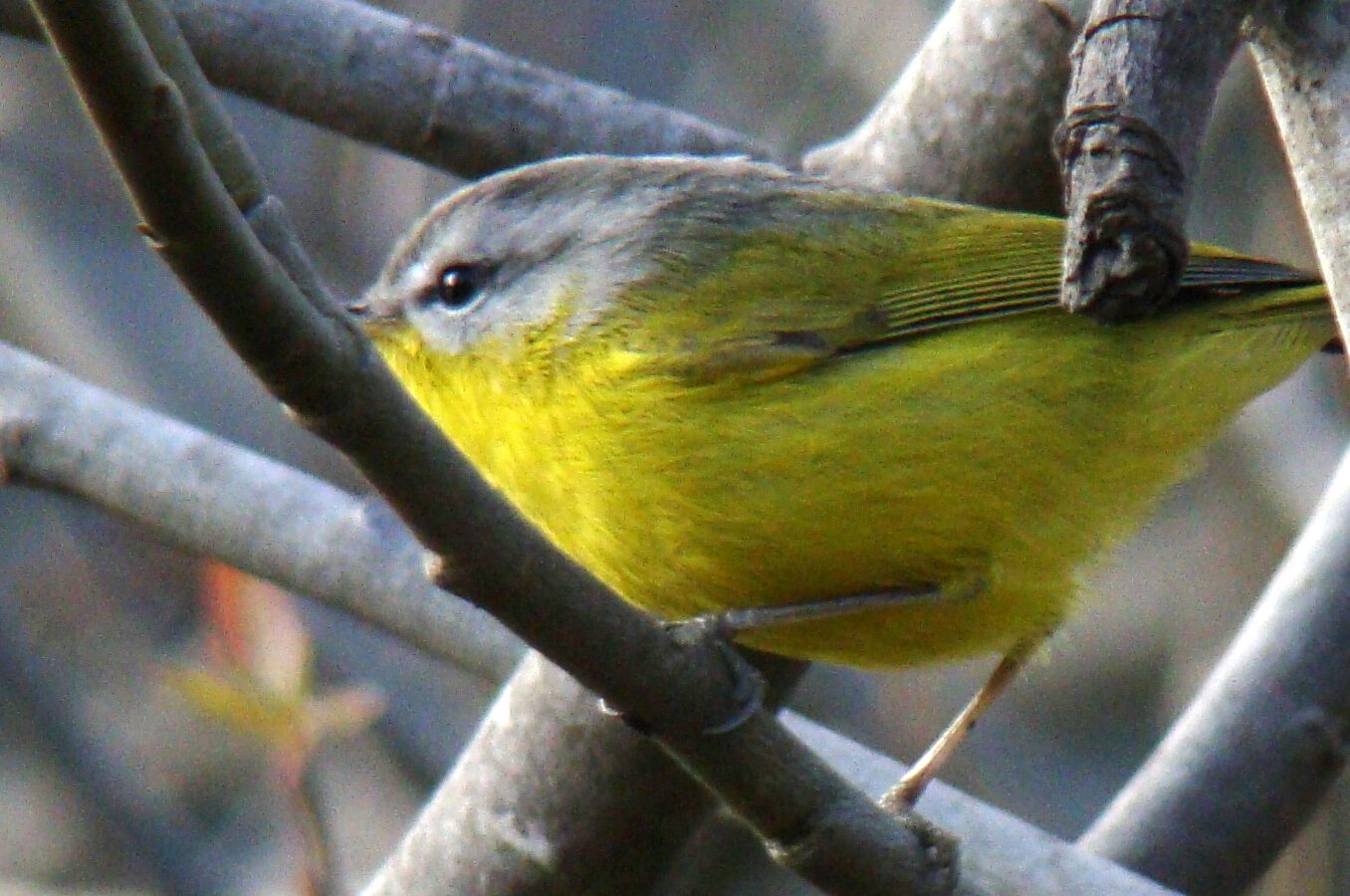 Grey-hooded Warbler