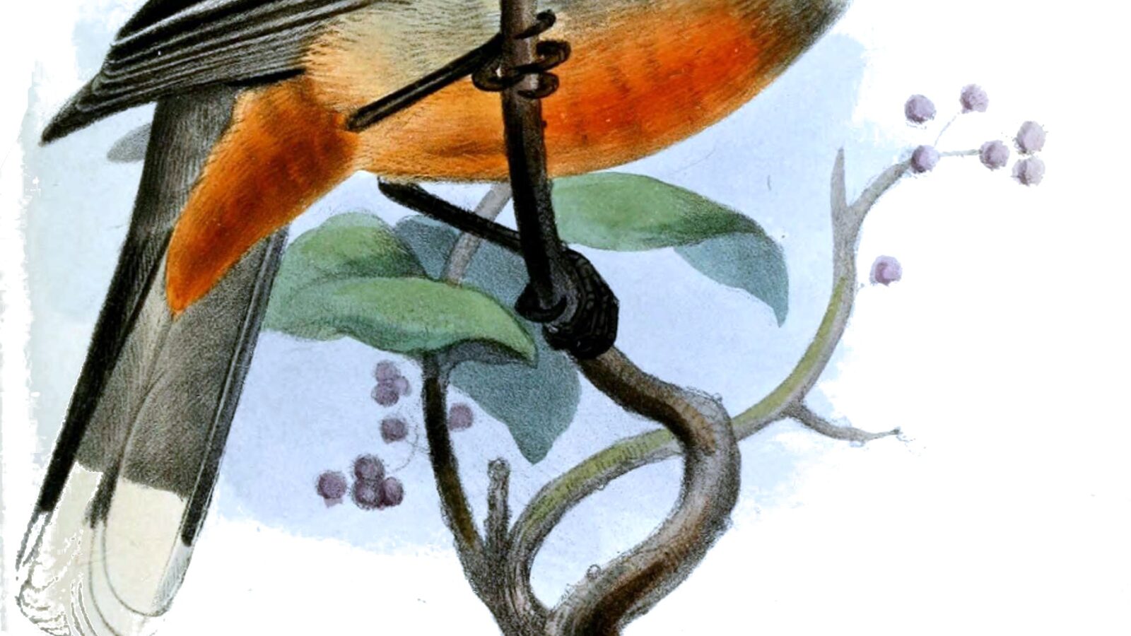 Peruvian Plantcutter