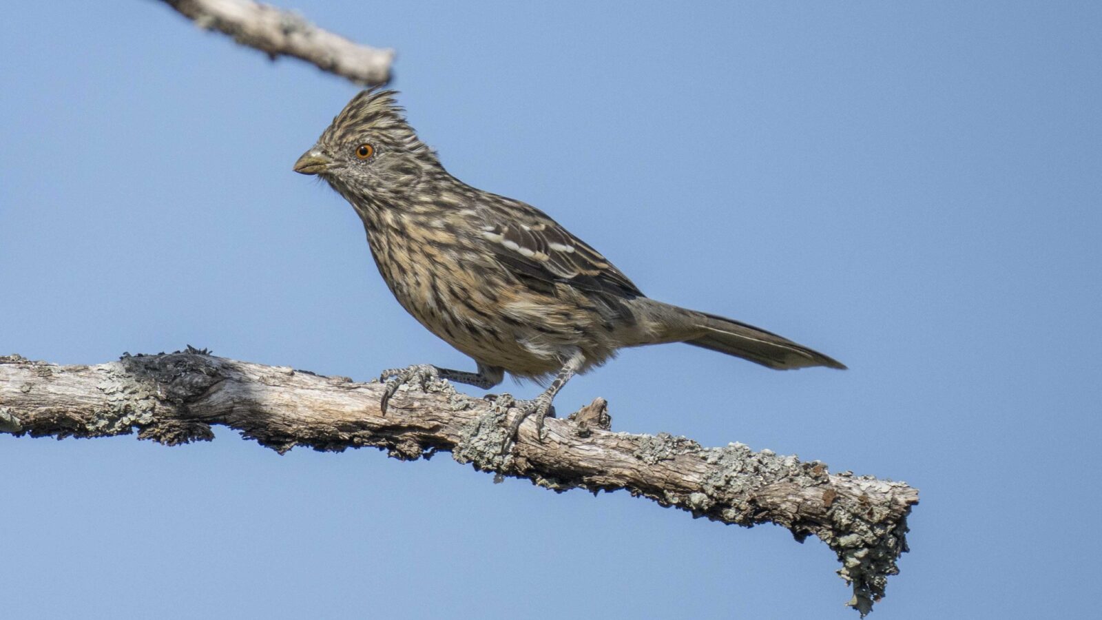 White-tipped Plantcutter