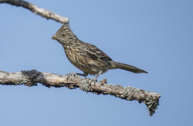 White-tipped Plantcutter